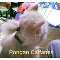 Image result for Pongan Caifanes Meme