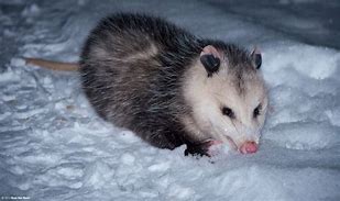 Image result for Snow Possum
