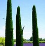 Image result for Kinds of Cypress Plants
