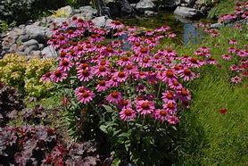 Image result for Echinacea purpurea Heavenly Dream ®