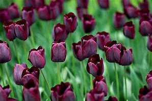 Image result for Tulipa Ronaldo