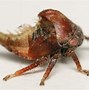 Image result for Ugliest Bug On Earth