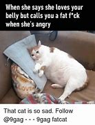 Image result for Fat Cat Stare Meme