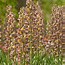 Fritillaria persica Magic Bells 的图像结果