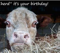 Image result for Cow Birthday Meme Funny