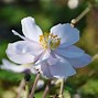 Image result for Anemone Dreaming Swan