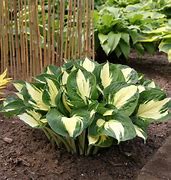 Image result for Hosta Pathfinder