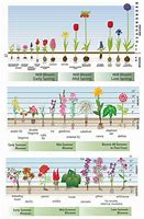 Image result for Spring Flower Planting Guide