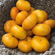 Image result for Satsuma