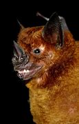 Image result for Flat Nosed Bat