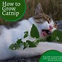 Image result for What Does Catnip Look Like
