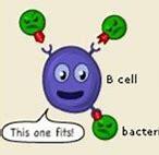 Image result for Memory B Cells Remember Pathogens