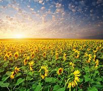 Image result for Sunny Flower Field