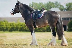 Image result for shires horses