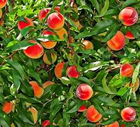 Image result for Dwarf Fruit Tree Orchard