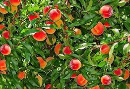 Image result for Dwarf Fruit Trees