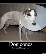 Image result for Dog Cone Jokes