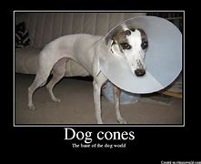 Image result for Dog Cone Meme