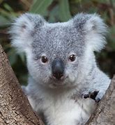 Image result for Little Cute Koala Bear