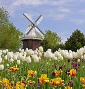 Image result for Netherlands Flower Fields
