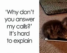 Image result for Relatable Cat Memes