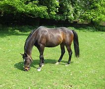Image result for Horse No Background Grazing