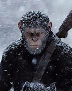 Image result for Planet of the Apes PFP
