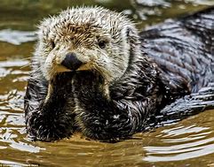 Image result for Otters Being Cute