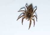 Image result for Baby Wolf Spider