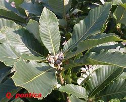 Image result for Quercus pontica
