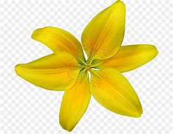 Image result for Yellow Lily Flower Clip Art