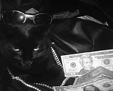 Image result for Savage Cats Aesthetic