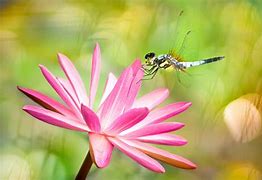 Image result for Mosquito Ns998