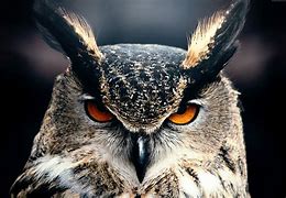 Image result for Owl Background Wallpaper