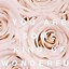 Image result for Rose Gold Flower Wallpaper