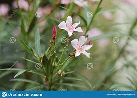 Image result for Soft Pink Flowers On Vine