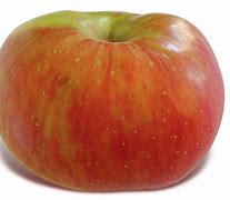 Image result for Picture of Young Apple Seedling