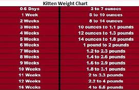 Image result for Chonky Cat Chart