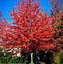 Image result for Red Sunset Maple Tree