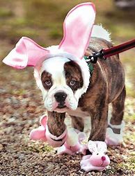 Image result for Cute Funny Dog Halloween Costume