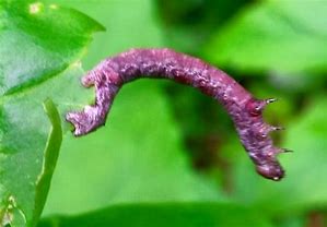 Image result for Inchworm Larvae