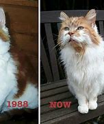 Image result for Oldest Cat Ever Lived