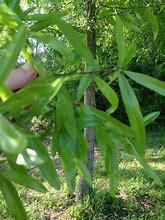 Image result for Willow Oak Tree Leaf