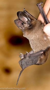 Image result for Arizona Bat Species