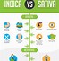 Image result for Meaning of Sativa