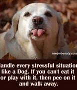 Image result for Funny Stressed Dog
