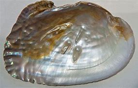 Image result for Mother Pearl Half Flat 6Mm