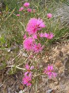 Image result for Arizona Native Wildflowers
