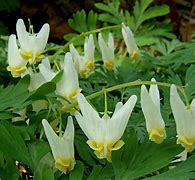 Image result for Dicentra cucullaria Pink Punk