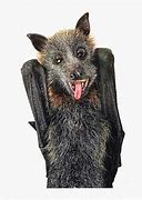Image result for Bat Sticking Its Tongue Out